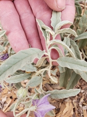 Solanum elaeagnifolium