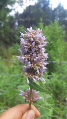 Agastache sandersiana
