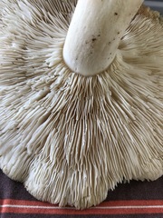Ossicaulis lignatilis