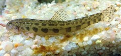 Vettonian Spined Loach photo 1
