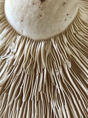 Ossicaulis lignatilis