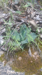 Agave shrevei