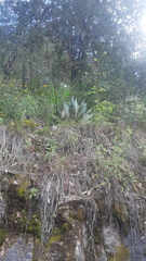 Agave shrevei