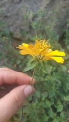 Sclerocarpus sessilifolius