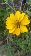 Sclerocarpus sessilifolius