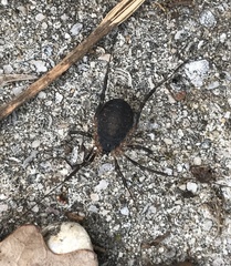 Eumesosoma