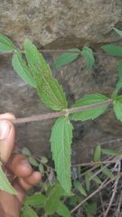 Sclerocarpus sessilifolius