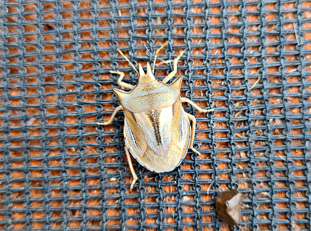 Borrichias taurus