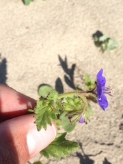 Phacelia viscida viscida