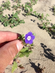 Phacelia viscida viscida