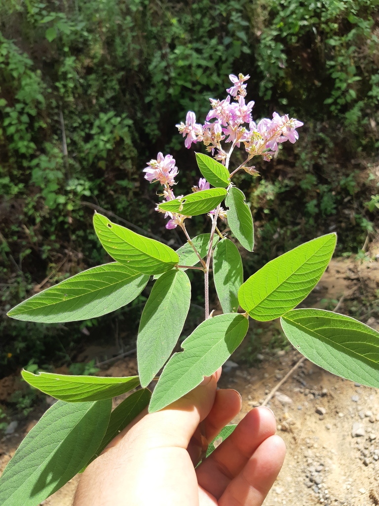 Desmodium densiflorum