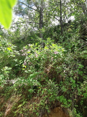 Desmodium densiflorum