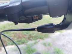 Cosmophasis bitaeniata