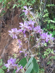 Desmodium densiflorum