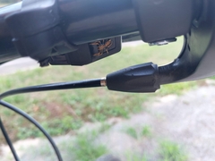 Cosmophasis bitaeniata