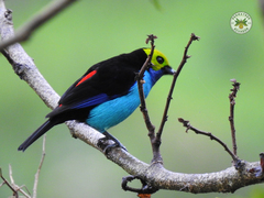 Tangara chilensis chilensis