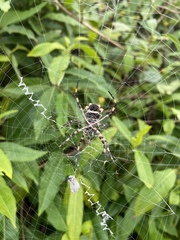Argiope argentata image