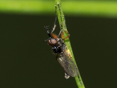 Dilophus bicoloripes