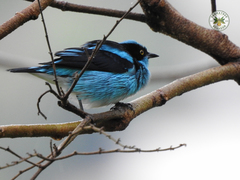 Dacnis lineata