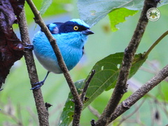 Dacnis lineata