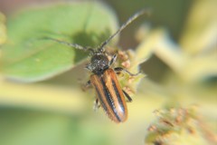Neocrossidius trivittatus