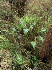 Rumex bidens