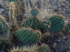 Opuntia polyacantha erinacea
