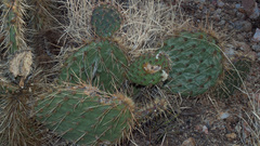 Opuntia polyacantha erinacea