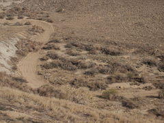 Opuntia basilaris treleasei