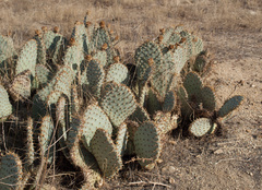 Opuntia basilaris treleasei