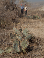 Opuntia basilaris treleasei