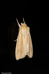 Ichneutica semivittata