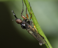 Dilophus bicoloripes