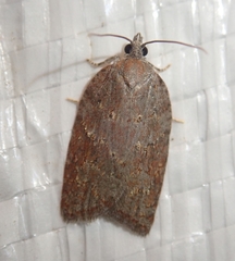 Acleris sparsana