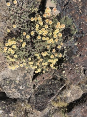 Eriogonum caespitosum