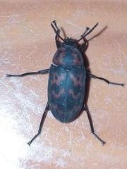 Cymatothes nebulosus