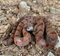 Mole Kingsnake photo 2
