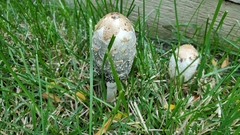Coprinus comatus