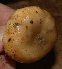 Russula pectinatoides