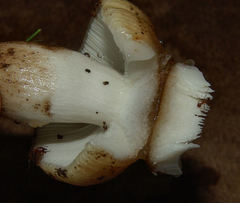 Russula pectinatoides
