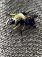 Laphria affinis