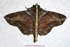 Dolichosomastis leucogrammica