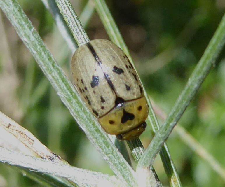 Spartoxena
