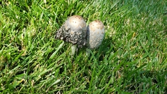 Coprinus comatus
