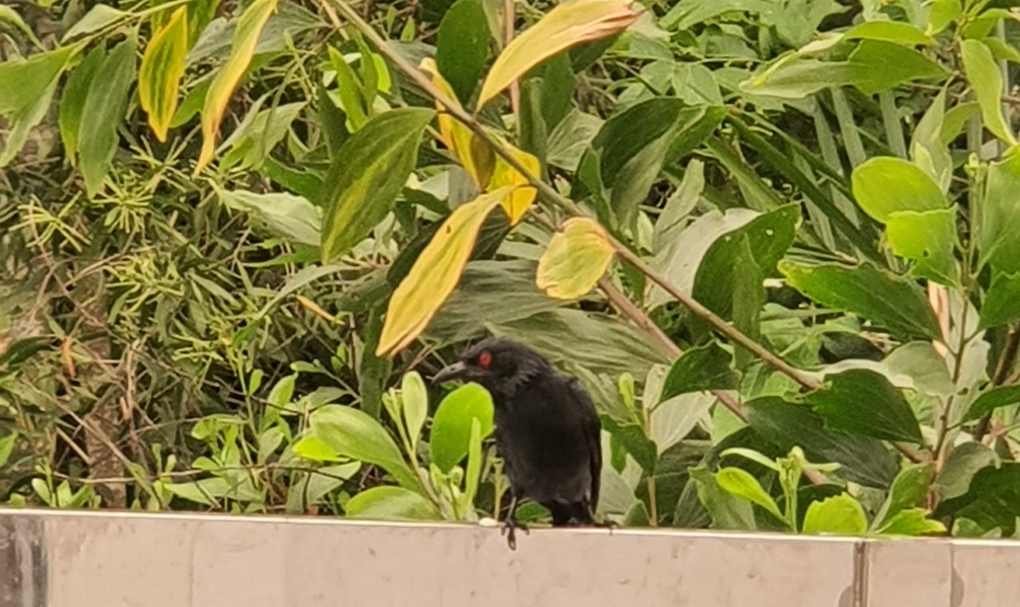Asian Glossy Starling