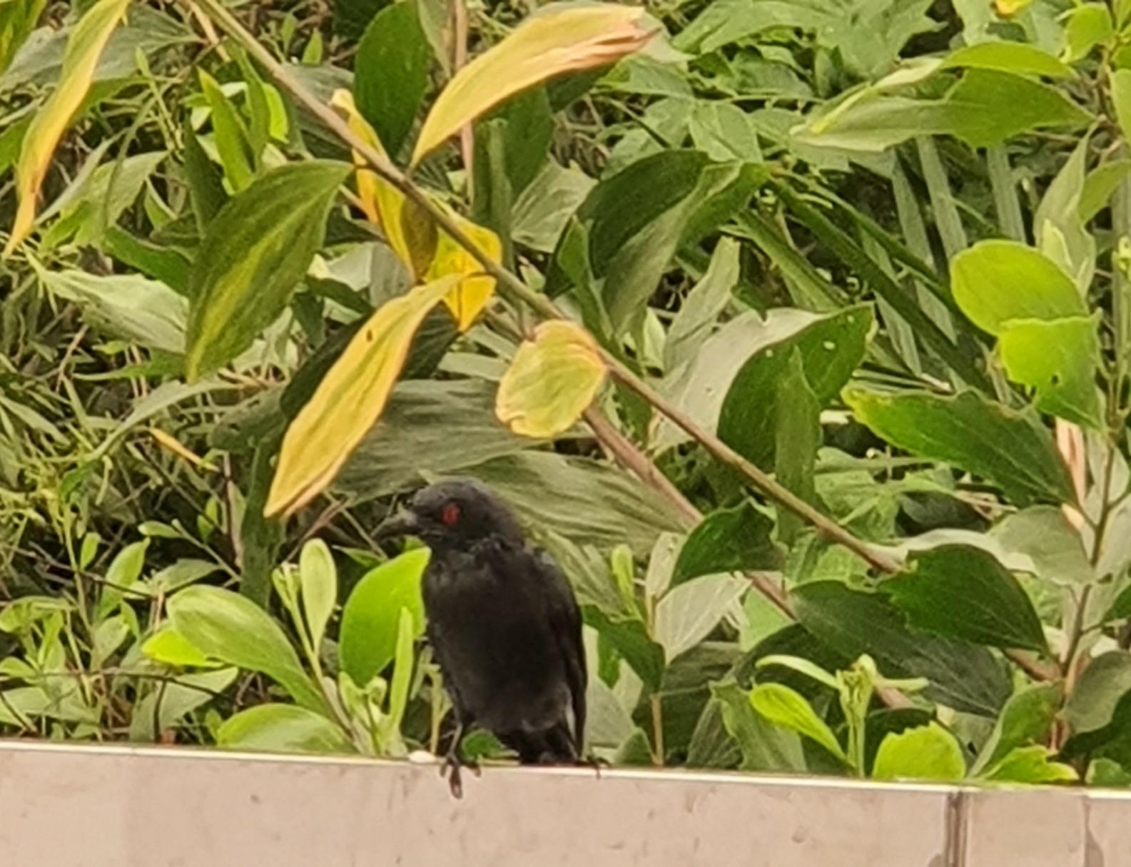 Asian Glossy Starling