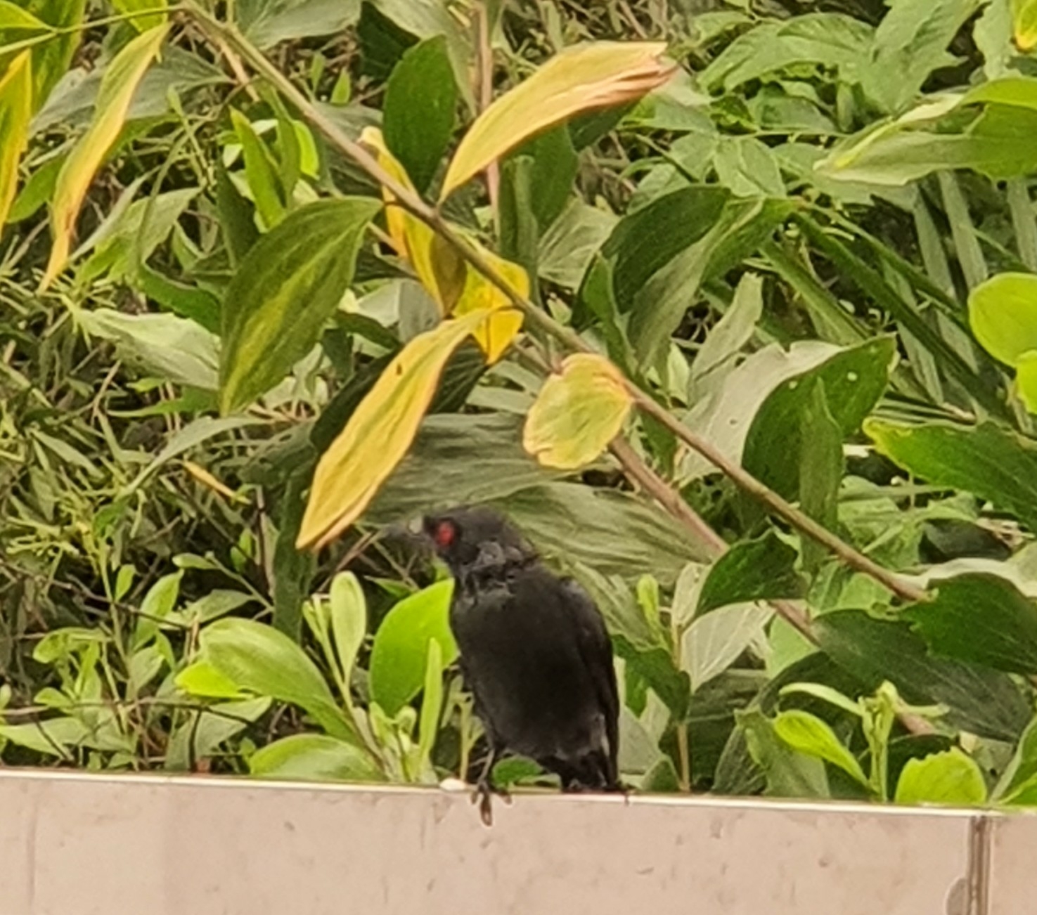 Asian Glossy Starling