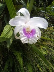 Sobralia rosea