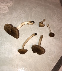 Cystoagaricus subamarus