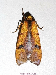 Elysius